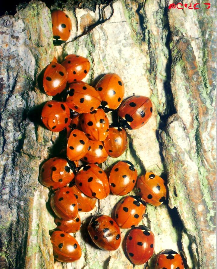 Ladybirds-Seven-spotted Ladybugs-crowd on trunk.jpg