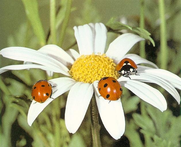 ladybug3-sj.jpg