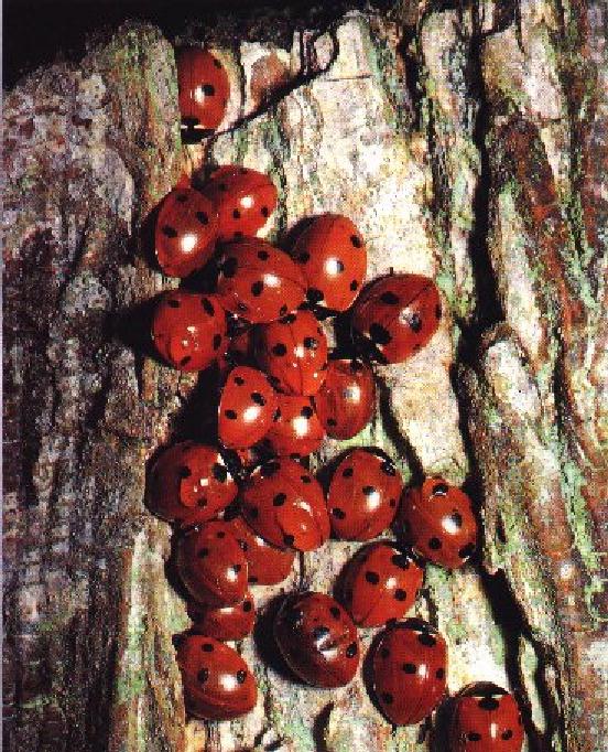 Insect-Crowd Ladybugs.jpg