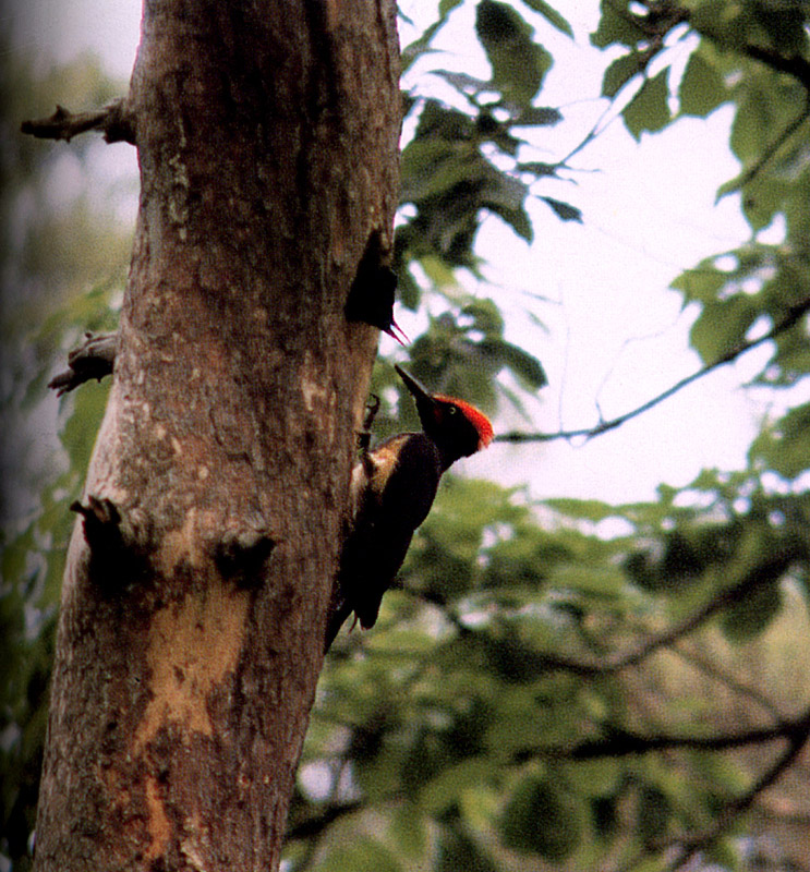 White-bellied Black Woodpecker (Dryocopus javensis), Korea.jpg