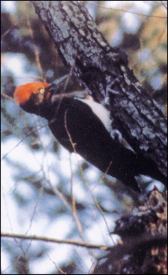 White-bellied Black Woodpecker (Dryocopus javensis), Korea.jpg