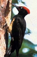 White bellied black or Tristram s woodpecker Drycopus javensis .jpg