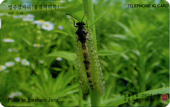 Antlion(Hagenomyia micans), Korea.jpg