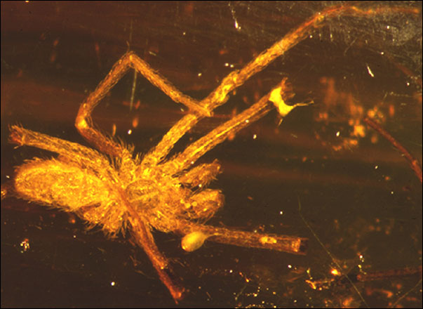 spider in amber.jpg