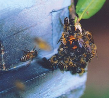 Honeybee\'s heat balling on wasp.jpg