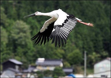 Oriental white stork, Japan.jpg