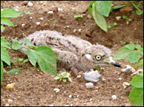 Stone-curlew chick.jpg
