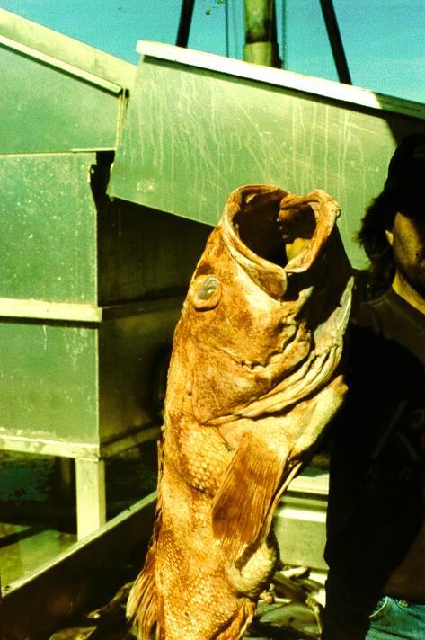 Shortraker Rockfish-caught on boat.jpg