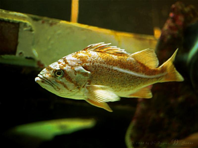 fish01-Orange or Canary Rockfish.jpg