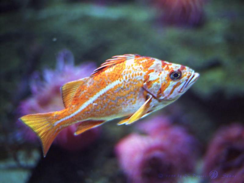 fish03-Orange or Canary Rockfish.jpg