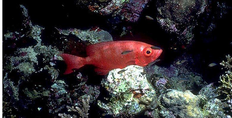 Red Fish-Vermilion Rockfish-in reef.jpg