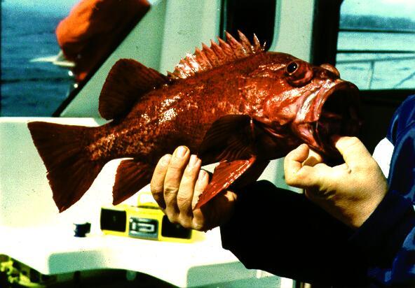 Vermillion-Vermilion Rockfish-Sebastes miniatus-caught in hands.jpg