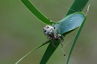 거미01-1.jpg