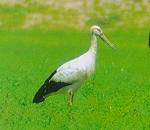 Oriental White Stork.jpg