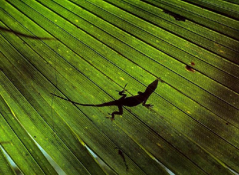 Silhouette-Madagascar Day Gecko-Shadow.jpg