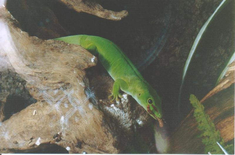 Giant Madagascar Day Gecko-Groentje 2 meelworm in bek.jpg