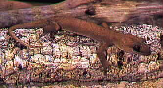 Gold-eyed Gecko-pic09.jpg