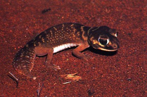 anim24-Kidney-tailed Gecko.jpg