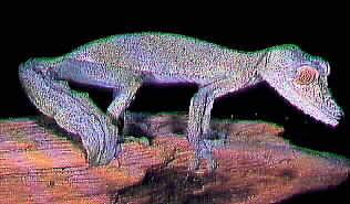 Leaf-tailed Gecko-pic54.jpg