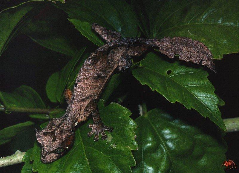 smooth-skinned leaf-tailed gecko  uroplatus malama .jpg