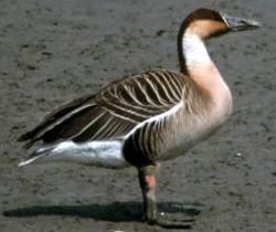 20050515 Anser cygnoides (Swan Goose).jpg
