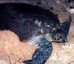 Olive Ridley Sea Turtle.jpg