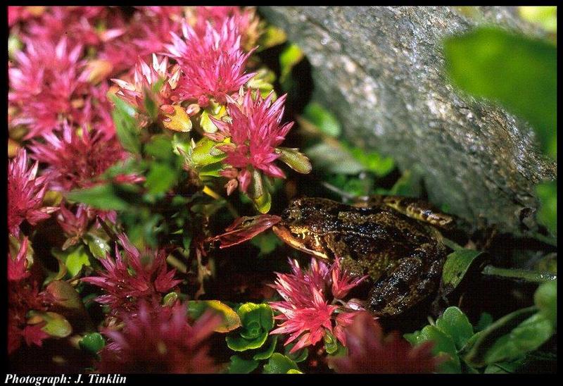 JT05104-Unidentified Frog-in flower.jpg