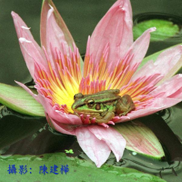 Leo Photo-Leopard Frog-On Lotus Flower-a1.jpg