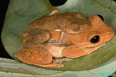 Nyctimystes dayi, Australian Lacelid Frog.jpg