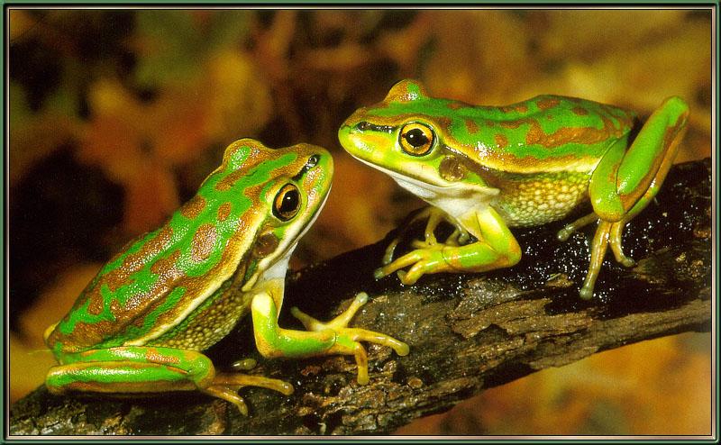 Bell Frogs 01-sj.jpg