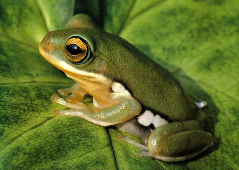 frog9913-Chinese Glyding Frog.jpg