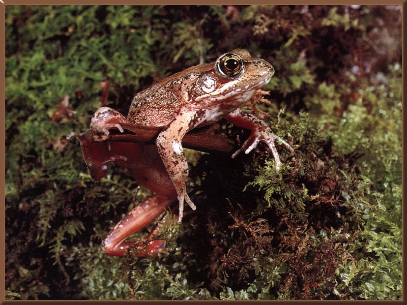 Red-legged Frog 01.jpg