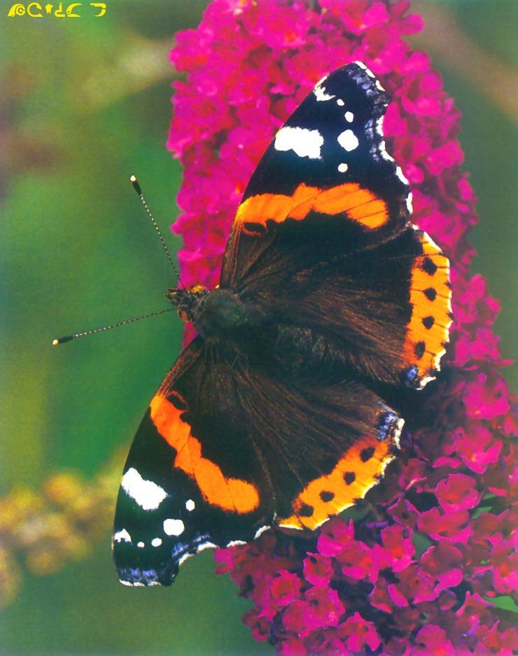 Red Admiral Butterfly-sitting on flowers.jpg