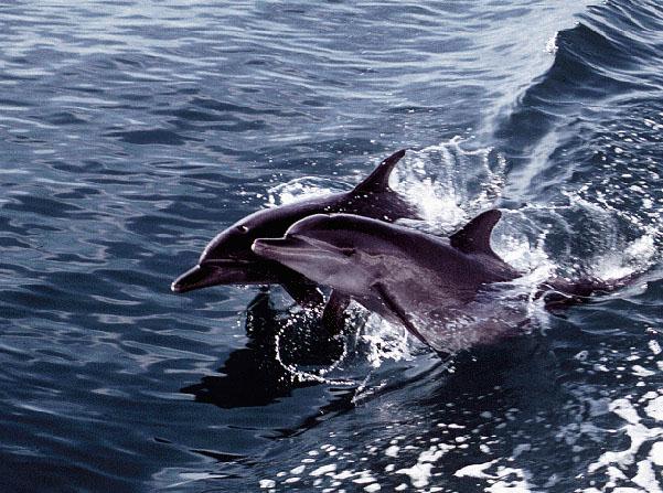 BottleNosed Dolphins-Above Sea Surface.jpg