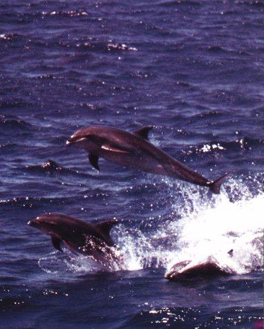 BottleNosed Dolphins Flying.jpg