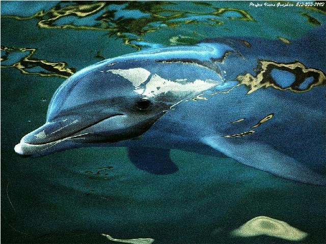 bottlenose dolphin 1.jpg