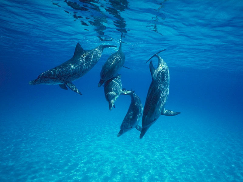 dolphins 01.jpg