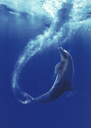 flipper-BottleNosed Dolphin-After Diving.jpg