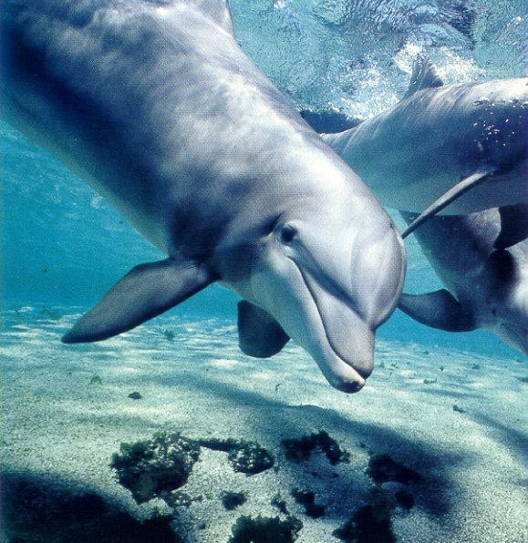 lj Flip Nicklin Bottlenose Dolphins.jpg