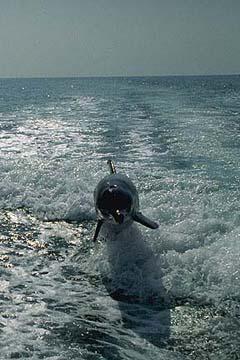 BottleNosed Dolphin 7-Flight on Wave.jpg