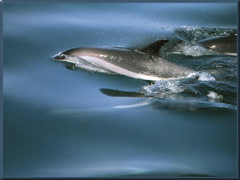 Atlantic White-sided Dolphin 01.jpg