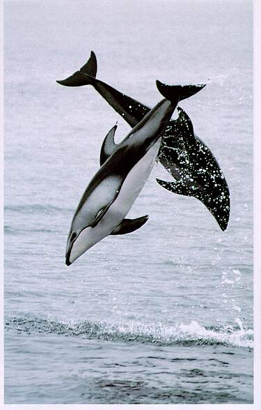 Pacific White Sided Dolphins-Cross Diving.jpg