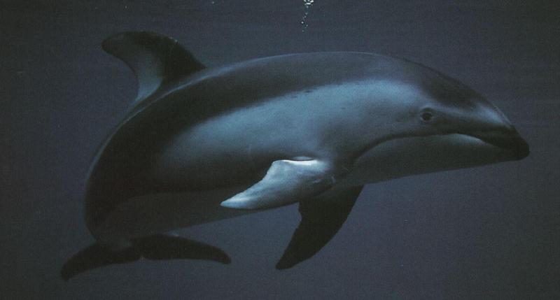 marsouin-Pacific White-sided Dolphin-closeup.jpg
