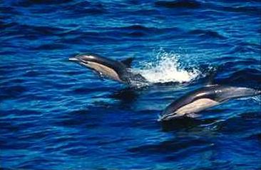 White-sided Dolphin1-pair in flight above sea.jpg