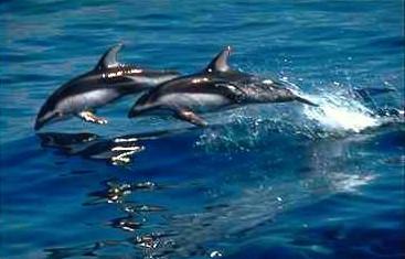 White-sided Dolphin2-pair in flight above sea.jpg