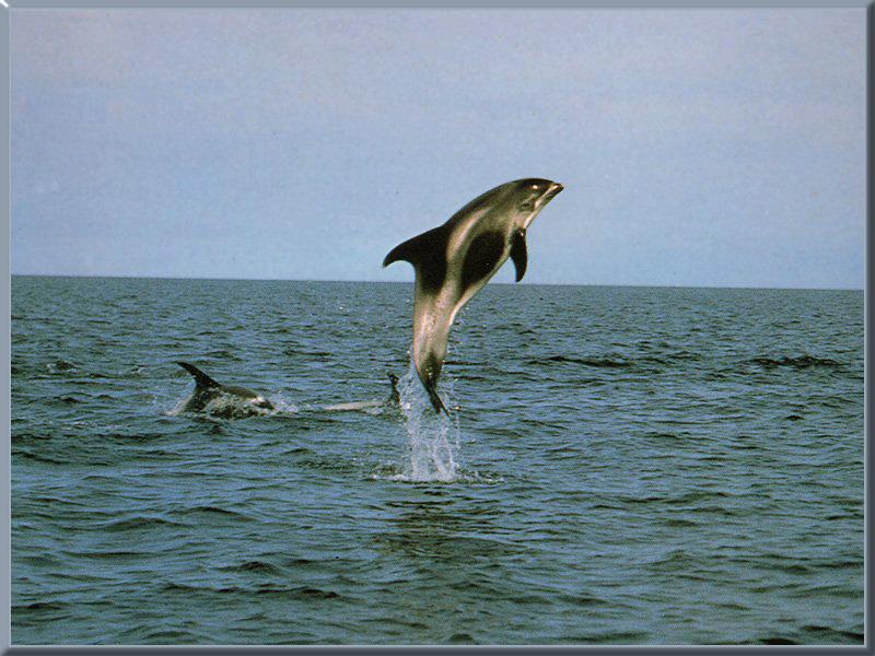 White-breasted Dolphin 01-Jumping.jpg