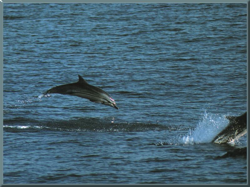 Striped Dolphin 01-In Flight.jpg