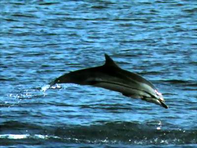Striped Dolphin.jpg