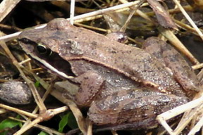 Wood Frog.jpg