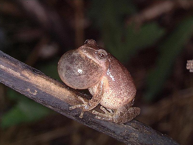 Speep2-Spring Peeper Frog-on branch.jpg